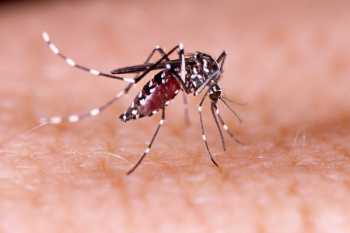 Manus Bio receives additional funding to fight malaria through biotechnology